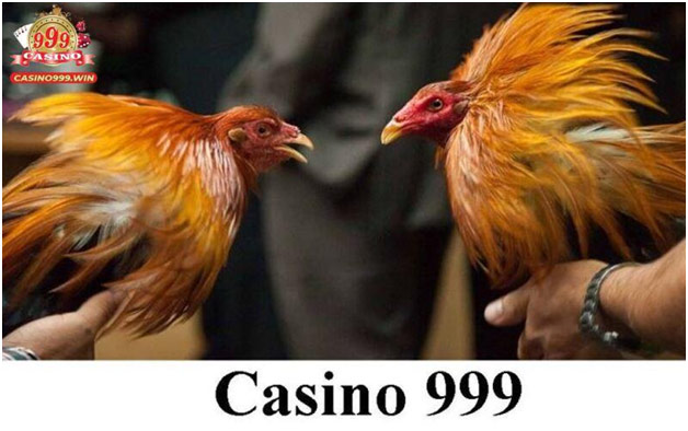 Đá Gà Casino 999 Có Gì Hấp Dẫn 1