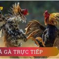 Đá Gà Trực Tiếp – Trải Nghiệm Giải Trí Đẳng Cấp Tại 888B