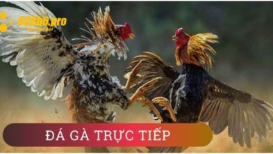 Đá Gà Trực Tiếp - Trải Nghiệm Giải Trí Đẳng Cấp Tại 888B