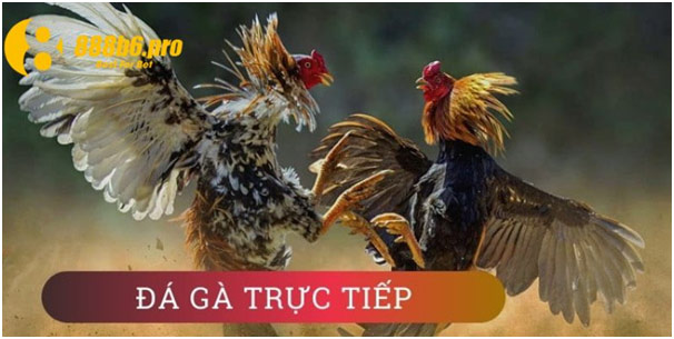 Đá Gà Trực Tiếp - Trải Nghiệm Giải Trí Đẳng Cấp Tại 888B